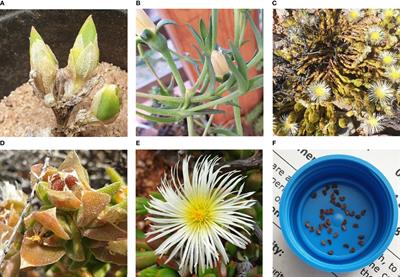 Skeletons in the closet? Using a bibliometric lens to visualise phytochemical and pharmacological activities linked to Sceletium, a mood enhancer